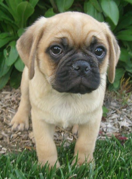 Puggle looking at camera.