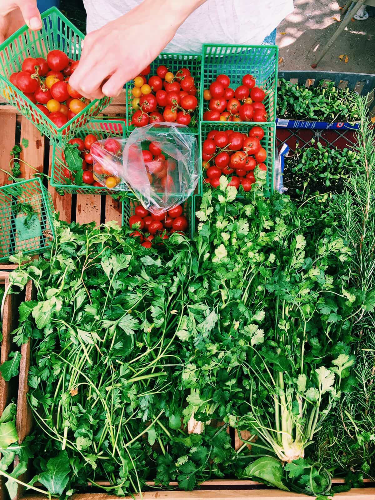 Hands putting tomatoes into green baskets. 