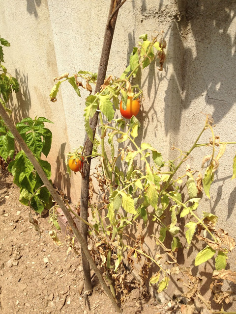 Two tomatoes on a vine. 