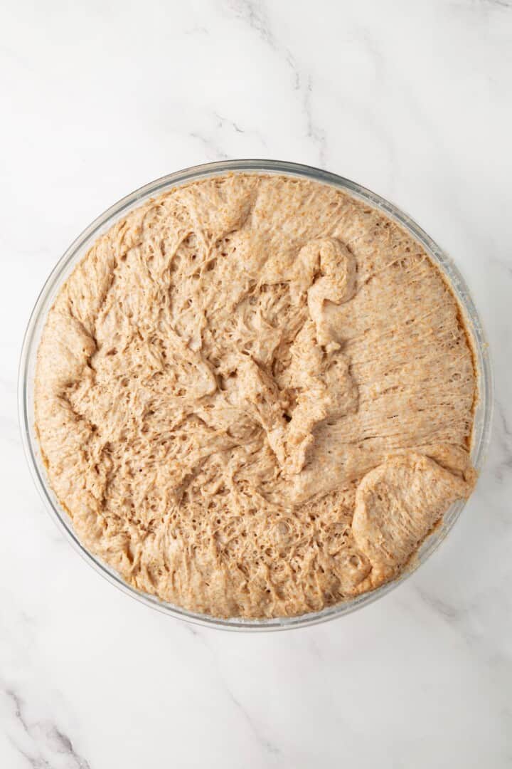 Looking for the perfect slice to build your PB&J or avocado toast on? This soft, tender whole grain sandwich bread is for you. Whole grain bread dough after it's first rise.