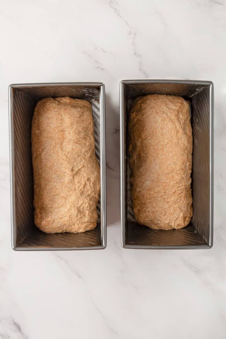Looking for the perfect slice to build your PB&J or avocado toast on? This soft, tender whole grain sandwich bread is for you. Two pans with whole grain bread dough before the second rise.