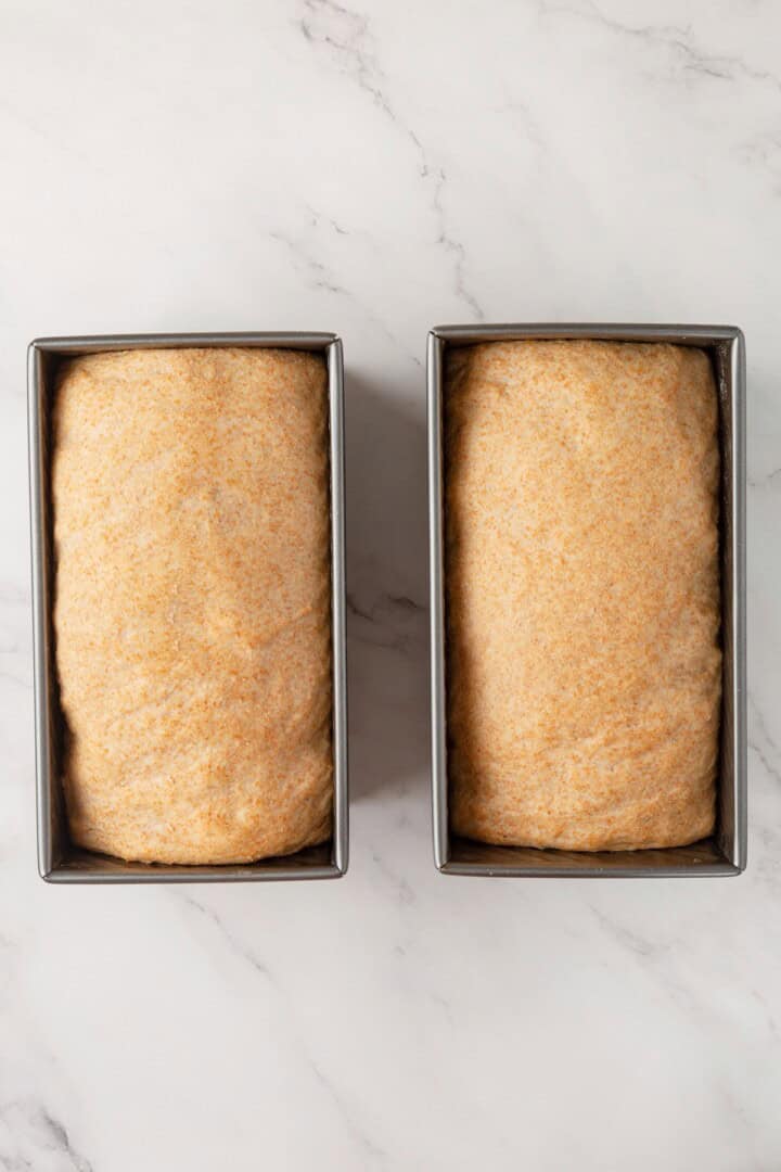 Looking for the perfect slice to build your PB&J or avocado toast on? This soft, tender whole grain sandwich bread is for you. Two pans loaded with whole grain bread dough after it's second rise.
