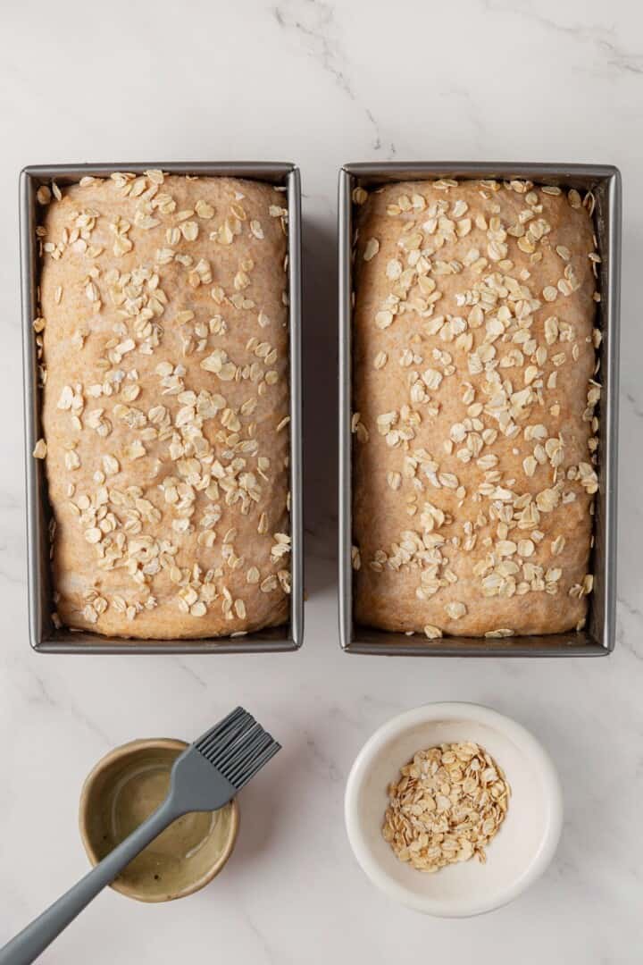Looking for the perfect slice to build your PB&J or avocado toast on? This soft, tender whole grain sandwich bread is for you. Two pans loaded with whole grain bread dough topped with rolled oats.
